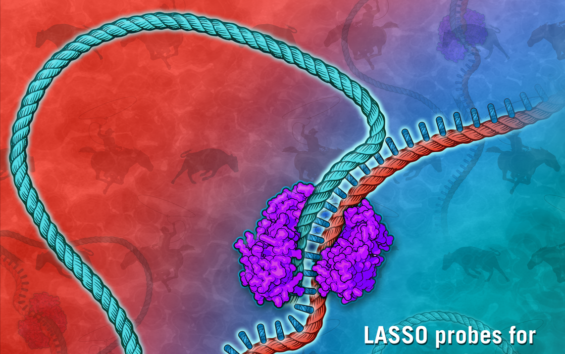 Oligonucleotide probes for cloning kilobase genome regions